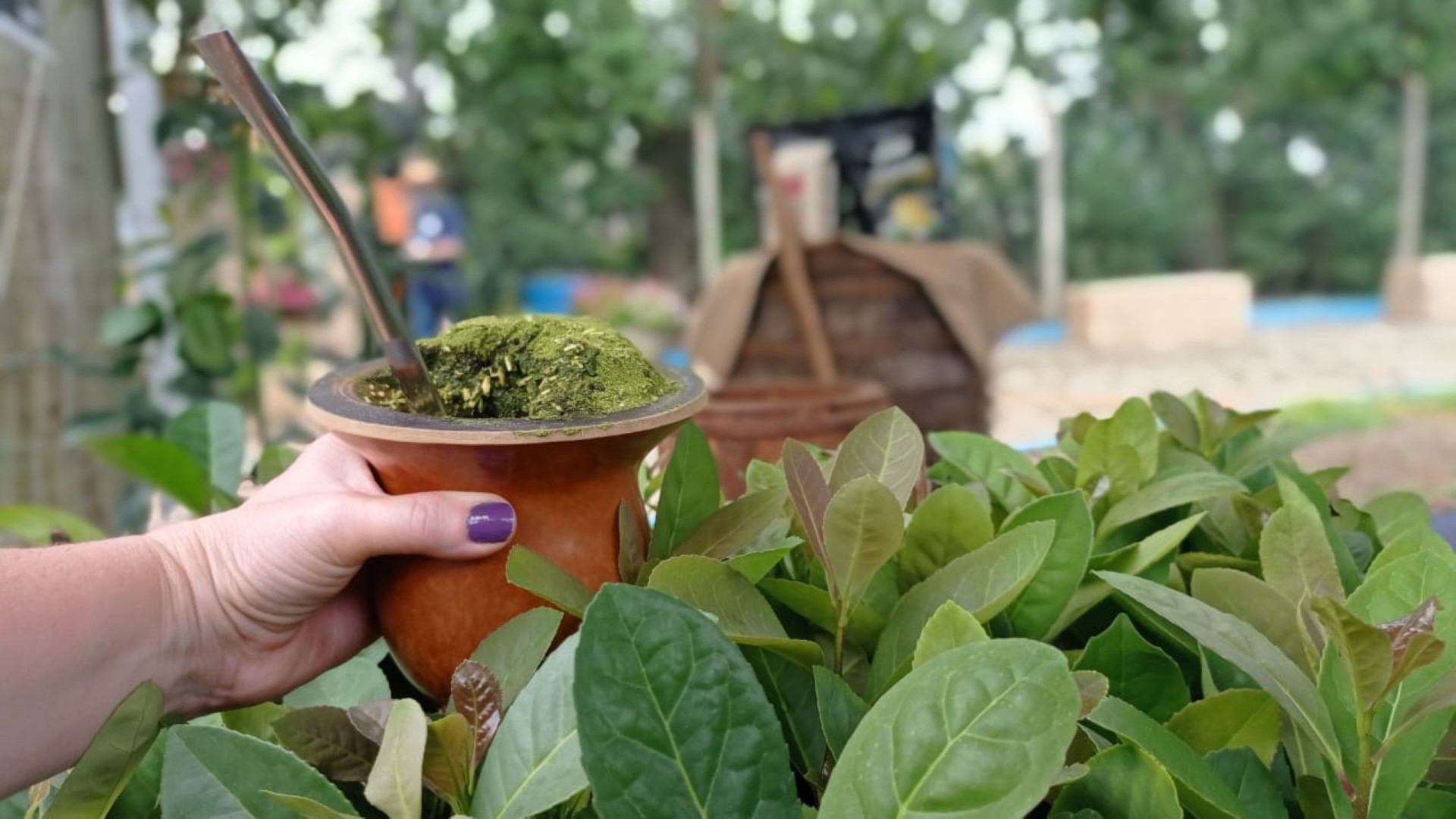 Ir para  <p><big>Evidenciar a import&acirc;ncia cultural e social de toda a cadeia da erva-mate, destacando os cinco polos ervateiros do Estado. Esse &eacute; um dos objetivos da parcela da Erva-Mate, no Espa&ccedil;o Casa da...